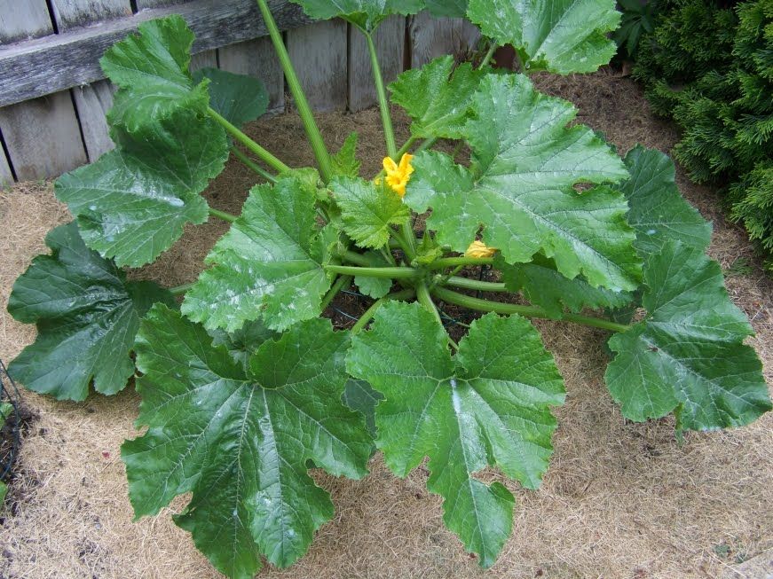 Zucchini, Organic Black Beauty Zucchini Seeds