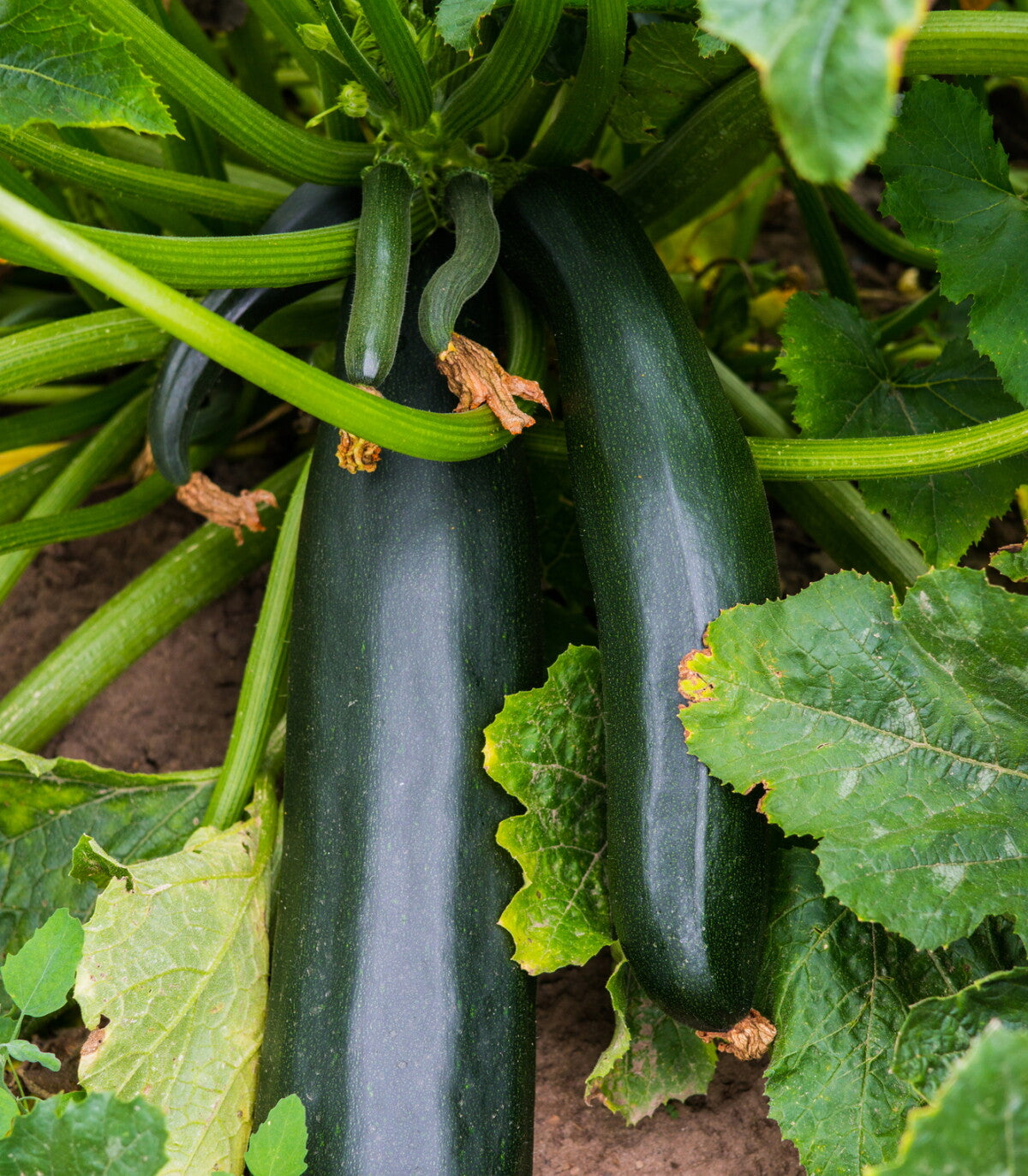 Zucchini, Organic Black Beauty Zucchini Seeds