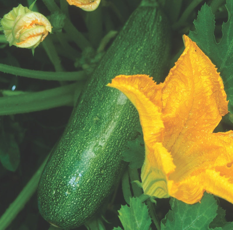 Zucchini, Organic Black Beauty Zucchini Seeds