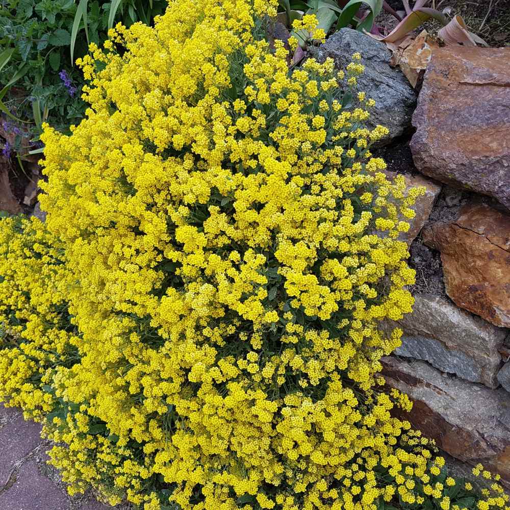 Alyssum Mountain Gold Ground Cover Seeds