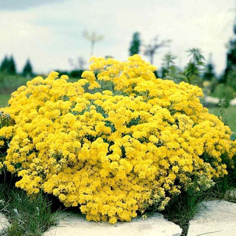 Alyssum Mountain Gold Ground Cover Seeds