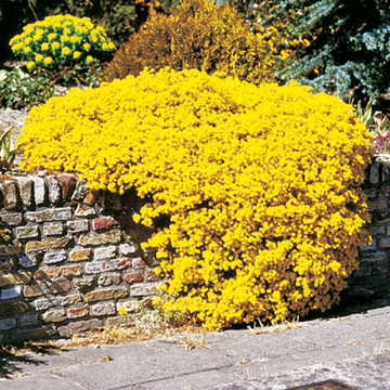 Alyssum Mountain Gold Ground Cover Seeds