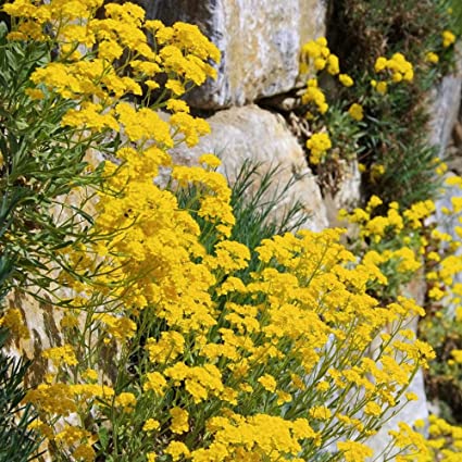 Alyssum Mountain Gold Ground Cover Seeds