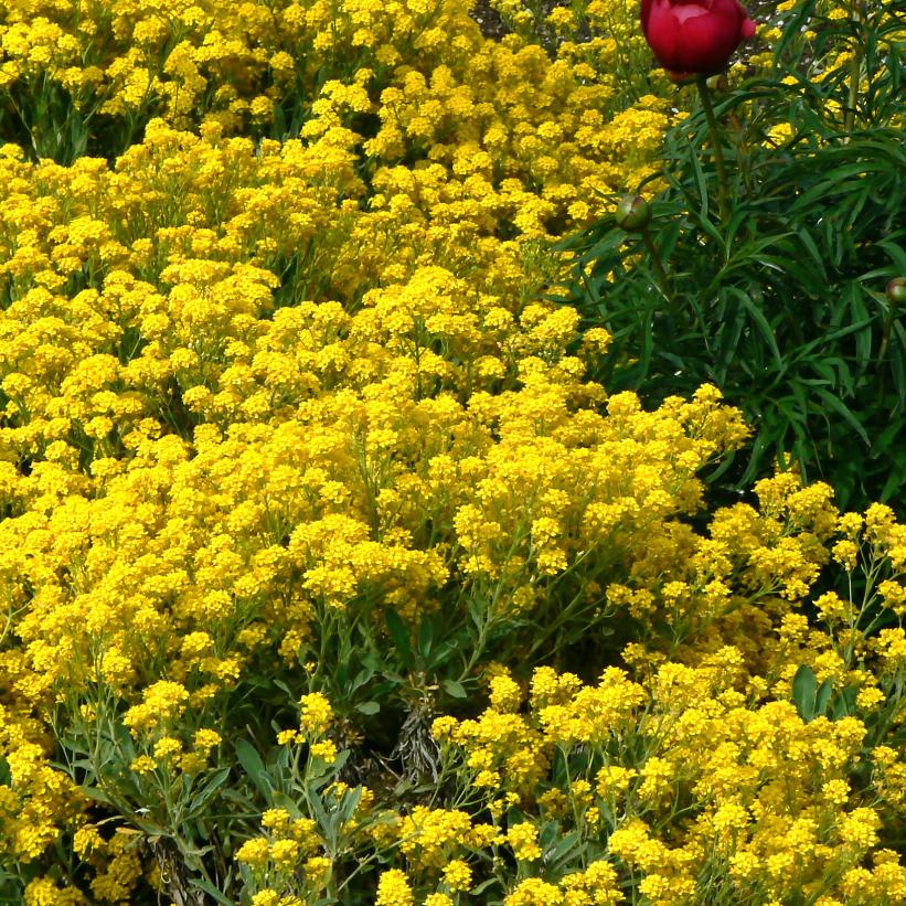 Alyssum Mountain Gold Ground Cover Seeds