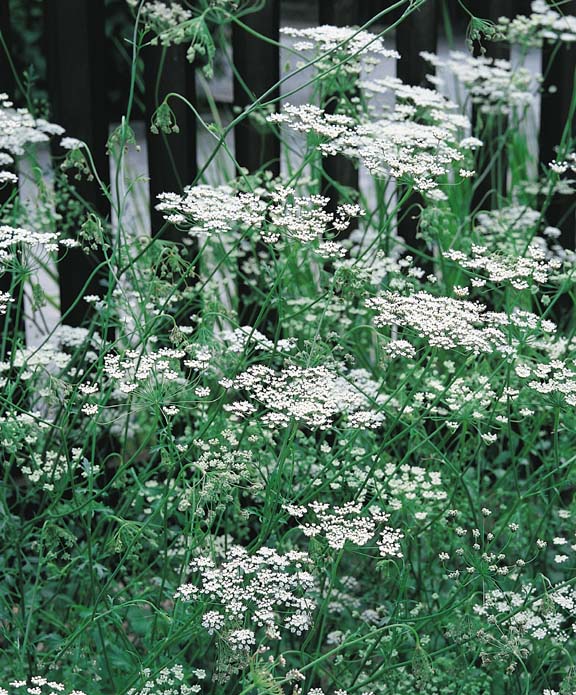 Anise Herb Seeds