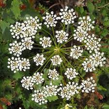 Anise Herb Seeds