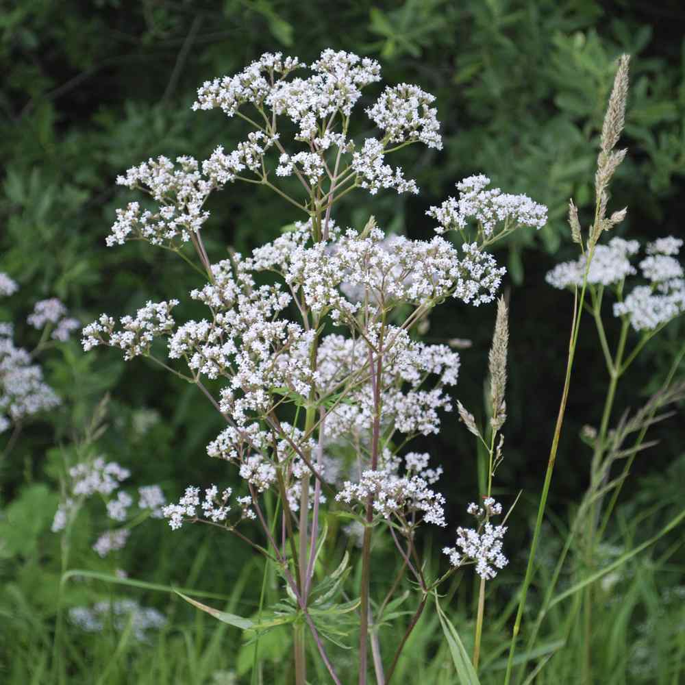 Anise Herb Seeds