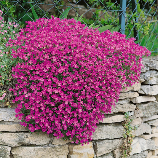 Rock Cress Seeds, Cascading Red