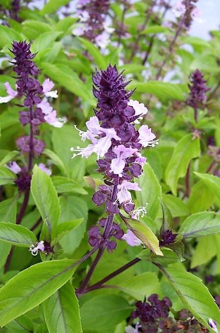 Basil Cinnamon Basil Seeds Gran s Garden Seeds