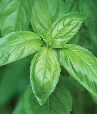 Basil, Genovese or Sweet Basil Seeds