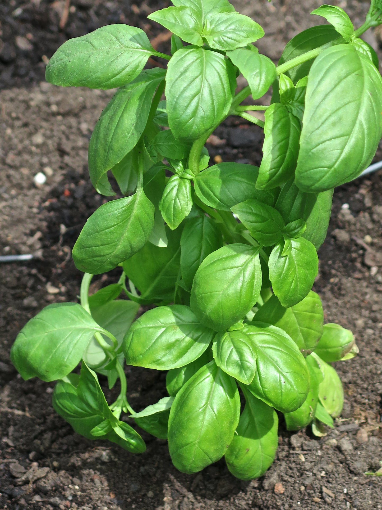 Basil, Genovese or Sweet Basil Seeds