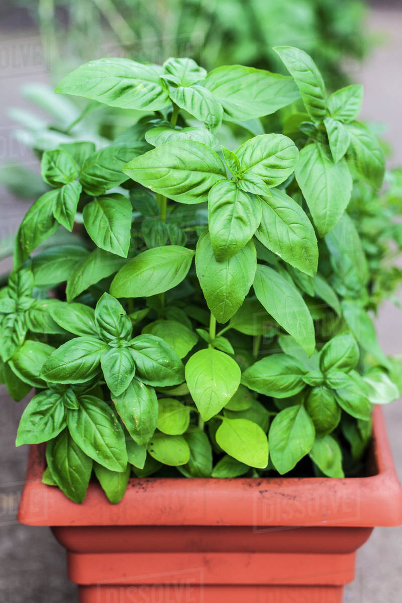 Basil, Genovese or Sweet Basil Seeds