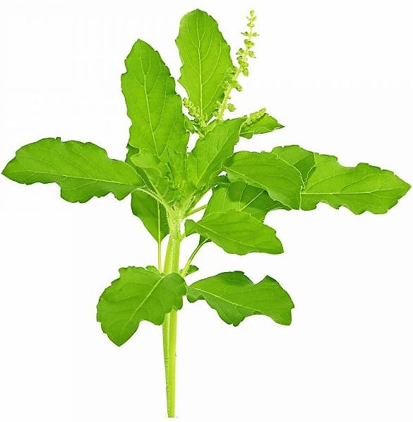 Basil, Holy Basil Seeds