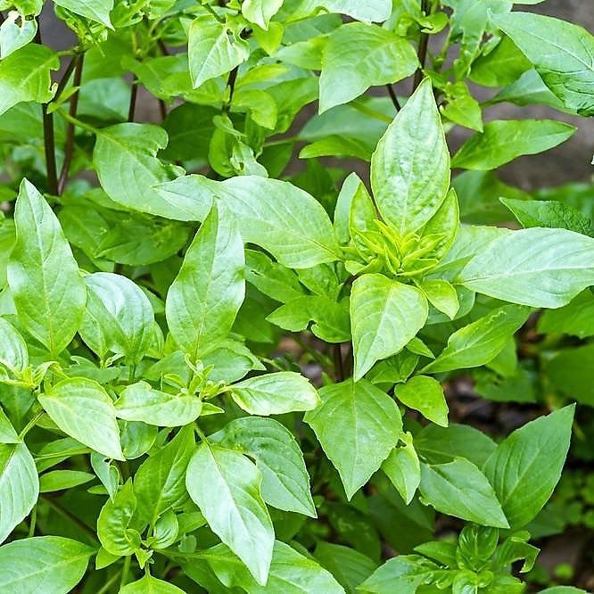 Basil, Holy Basil Seeds