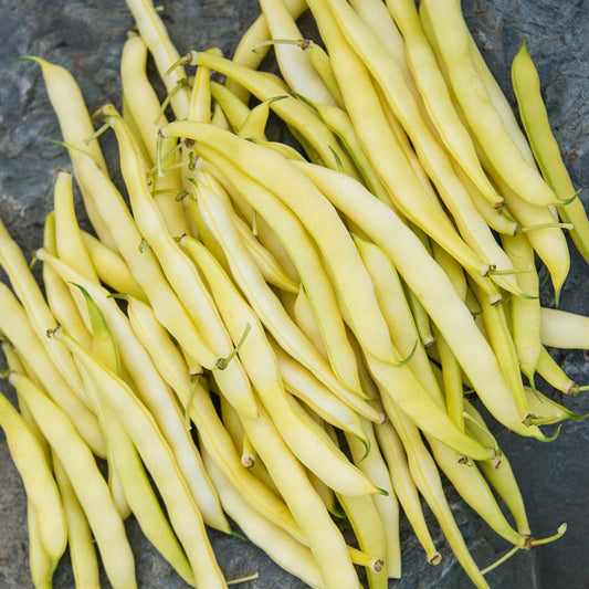 Bean, Goldrush Garden Bean Seeds