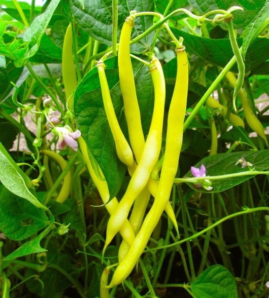 Bean, Goldrush Garden Bean Seeds