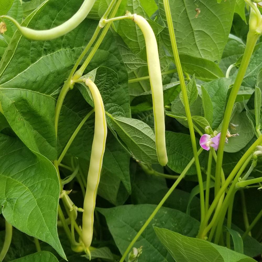Bean, Goldrush Garden Bean Seeds
