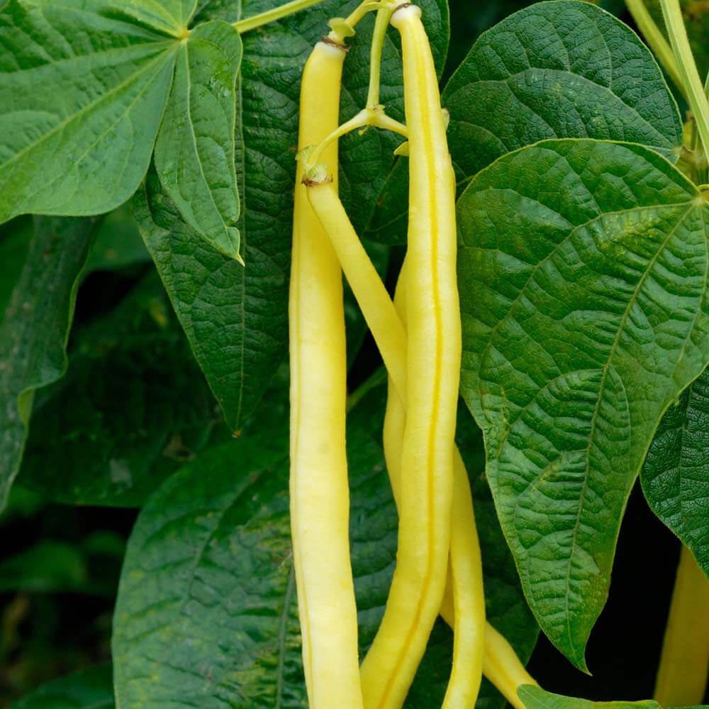 Bean, Goldrush Garden Bean Seeds