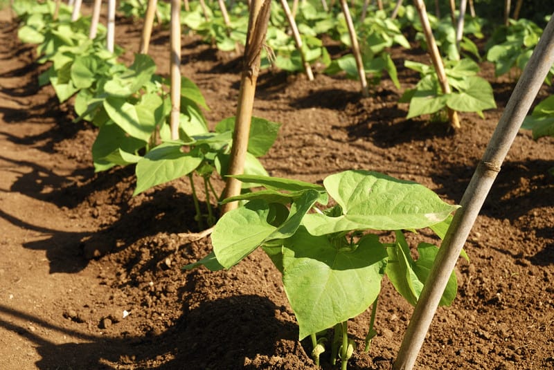 Bean, Goldrush Garden Bean Seeds