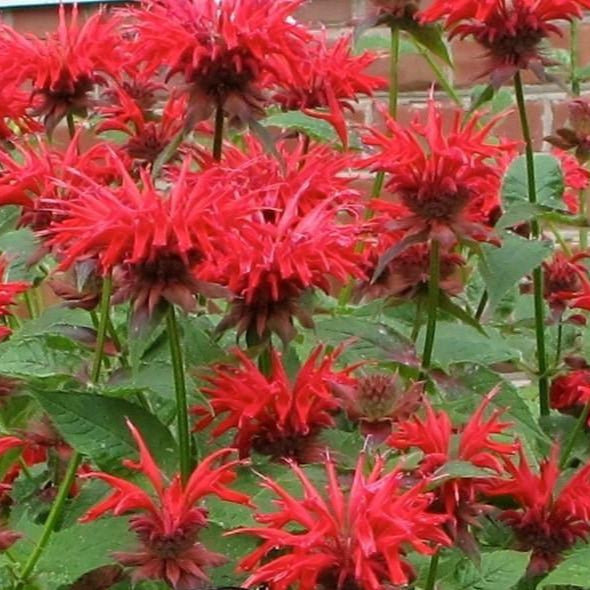 Bee Balm, Scarlet Bee Balm Seeds