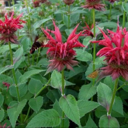 Bee Balm, Scarlet Bee Balm Seeds