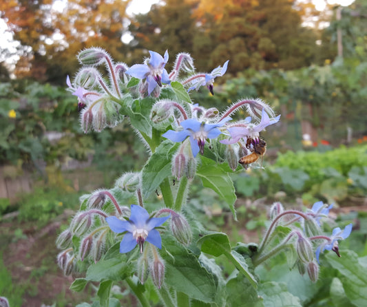 Borage Herb Seeds