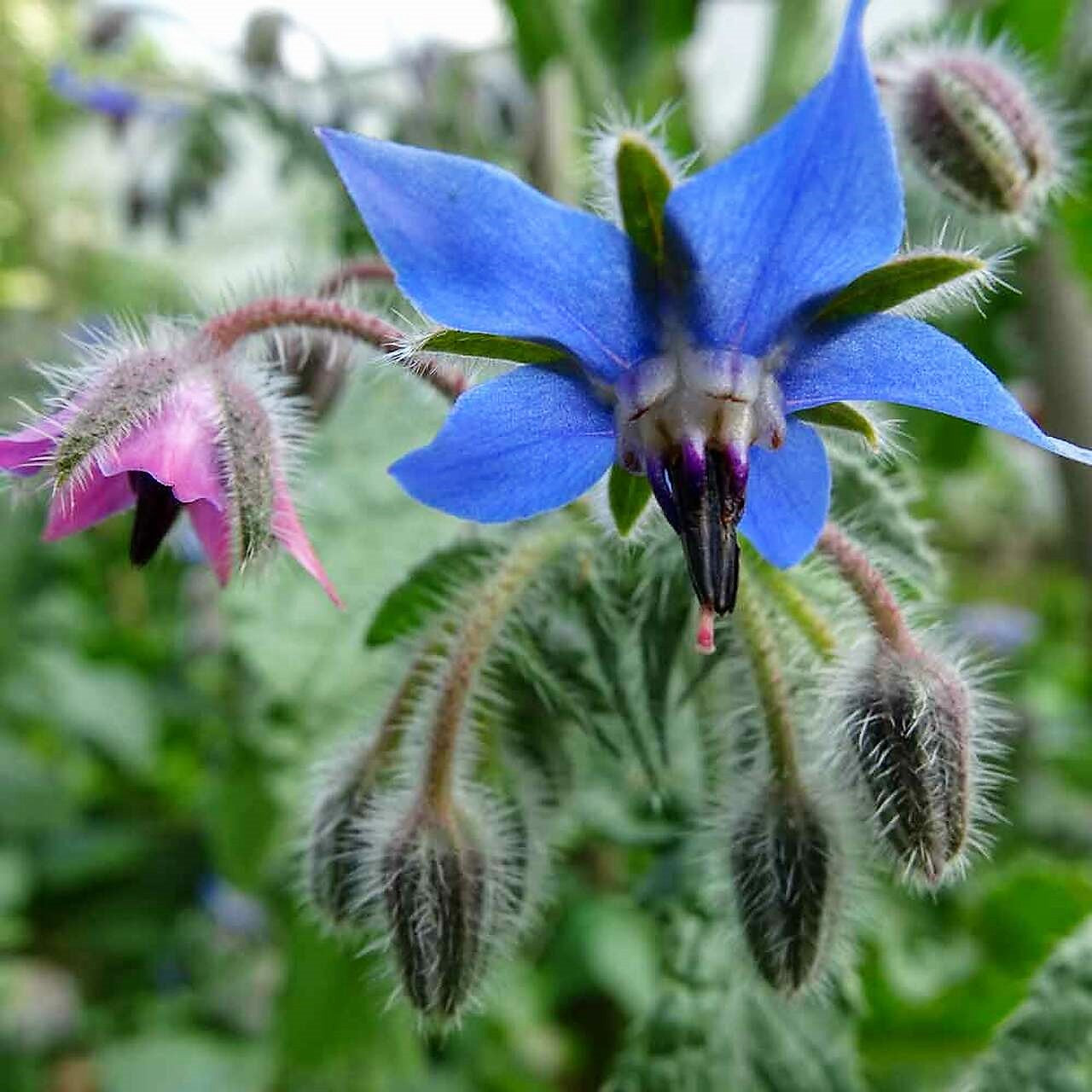 Borage Herb Seeds