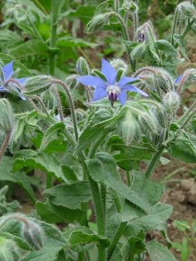 Borage Herb Seeds