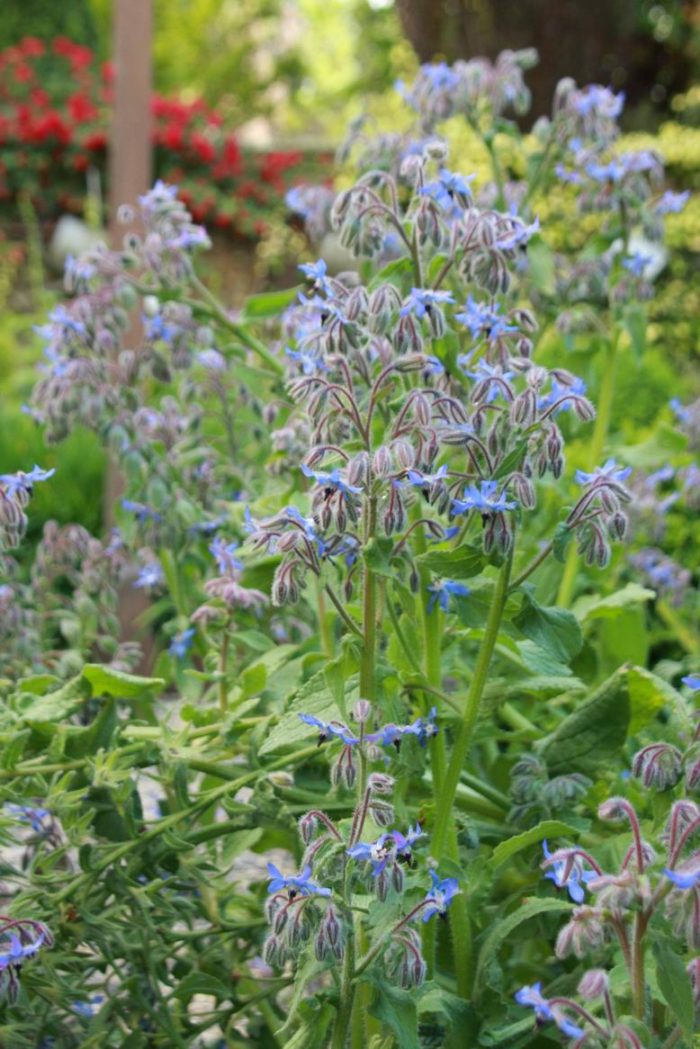 Borage Herb Seeds