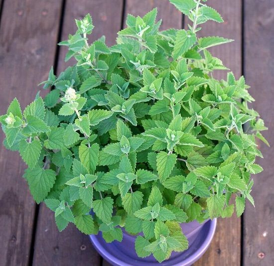 Catnip Seeds, Nepeta cataria