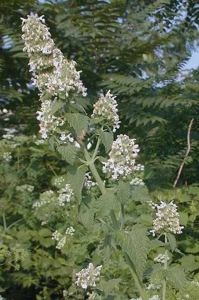 Catnip Seeds, Nepeta cataria