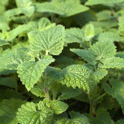 Catnip Seeds, Nepeta cataria