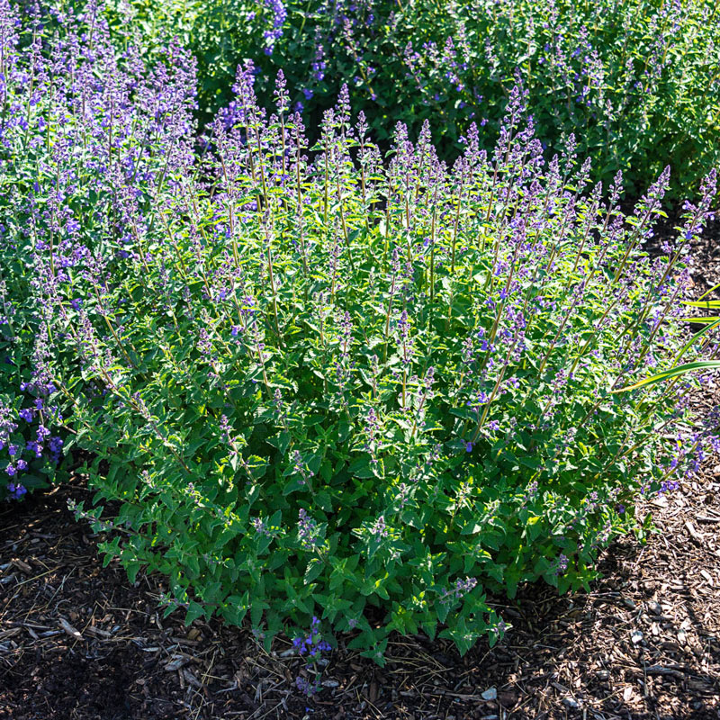 Catnip Seeds, Nepeta cataria