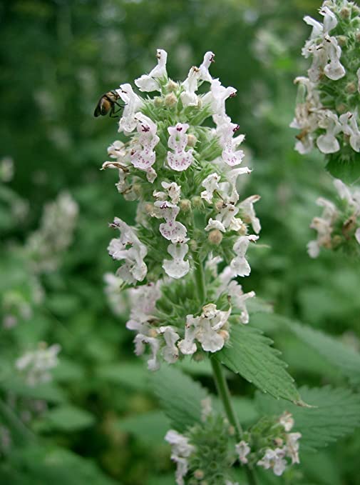 Catnip Seeds, Nepeta cataria