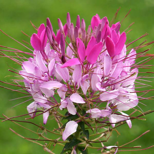 Cleome Hassleriana Rose Queen