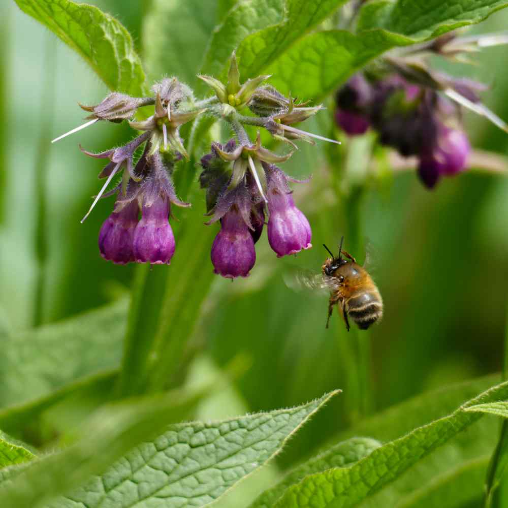 Comfrey, True Comfrey Seeds