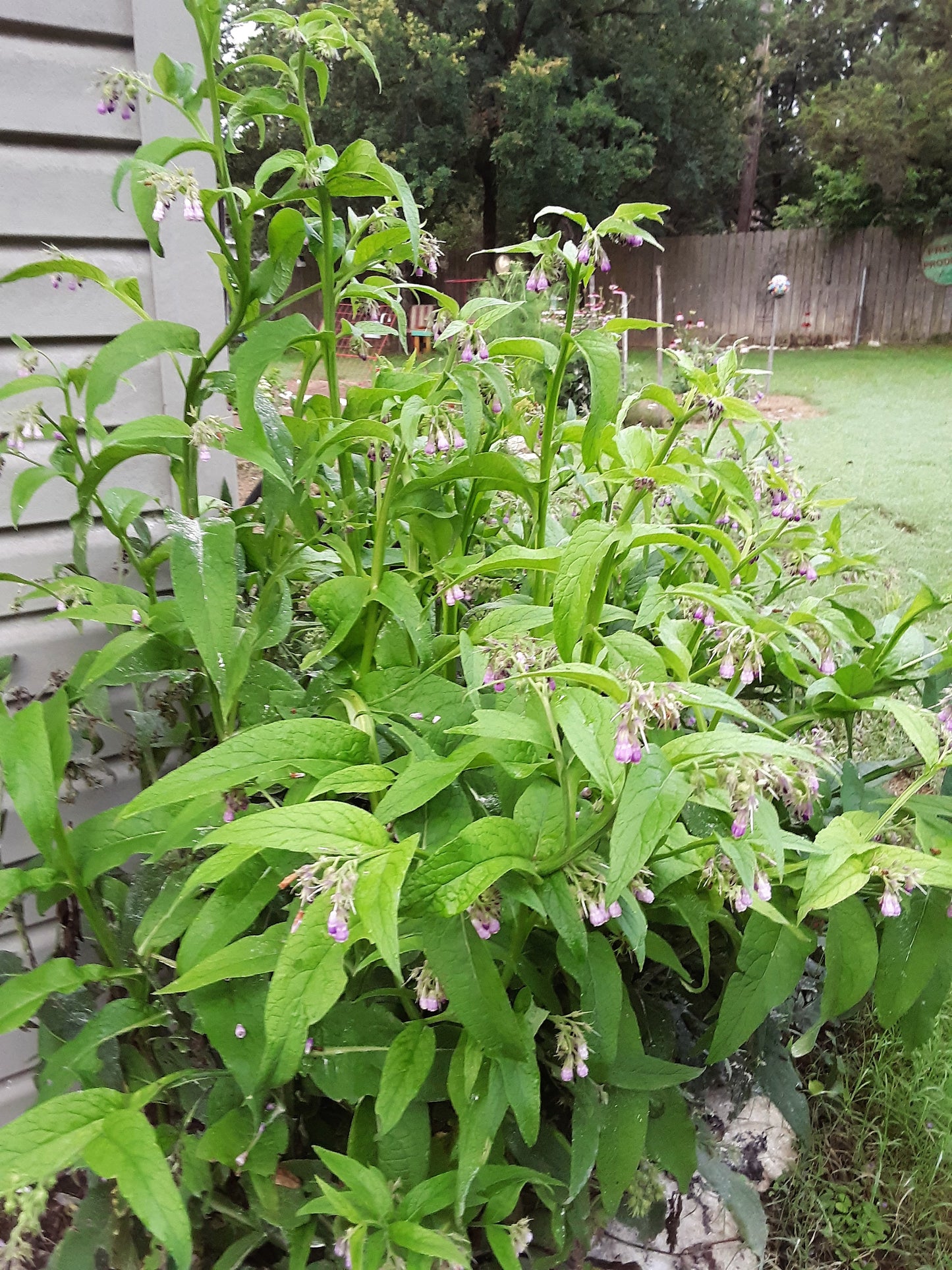 Comfrey, True Comfrey Seeds