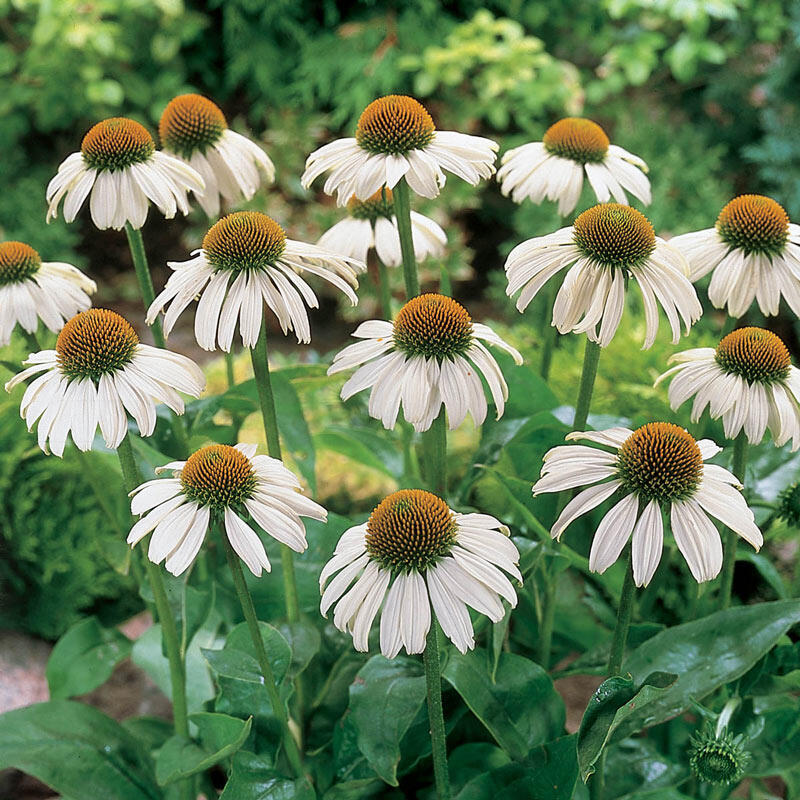 Coneflower White Swan Seeds, Echinacea Purpurea alba