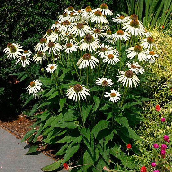 Coneflower White Swan Seeds, Echinacea Purpurea alba