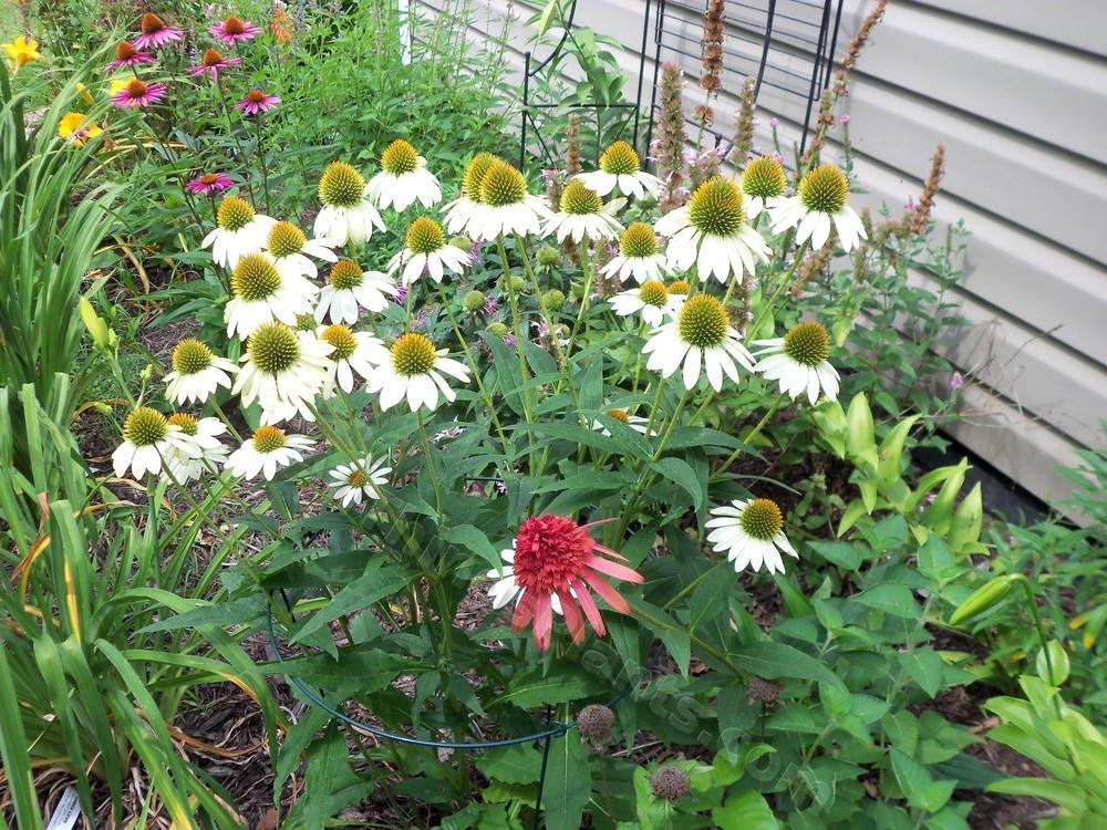 Coneflower White Swan Seeds, Echinacea Purpurea alba