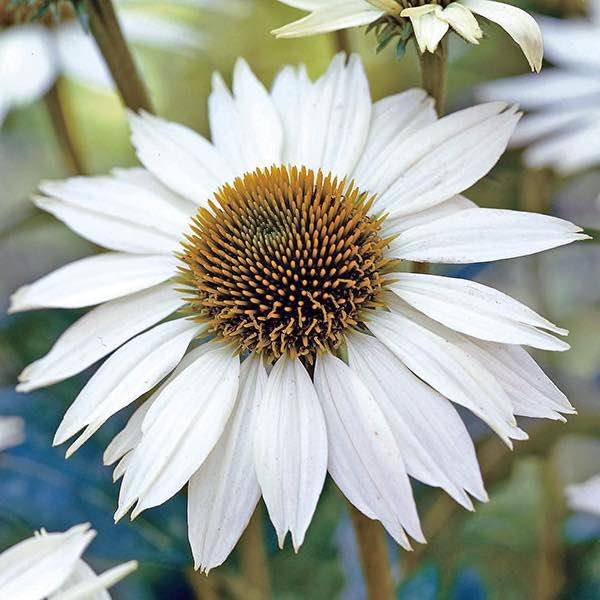 Coneflower White Swan Seeds, Echinacea Purpurea alba