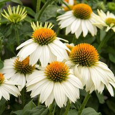 Coneflower White Swan Seeds, Echinacea Purpurea alba