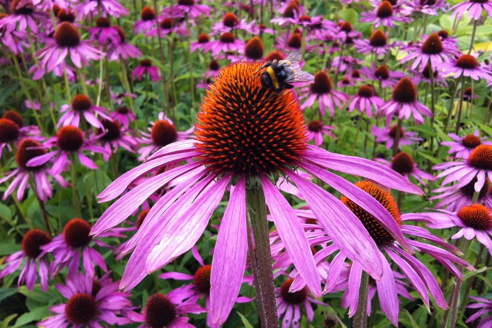 Coneflower Purple Bloom Seeds, Echinacea purpurea