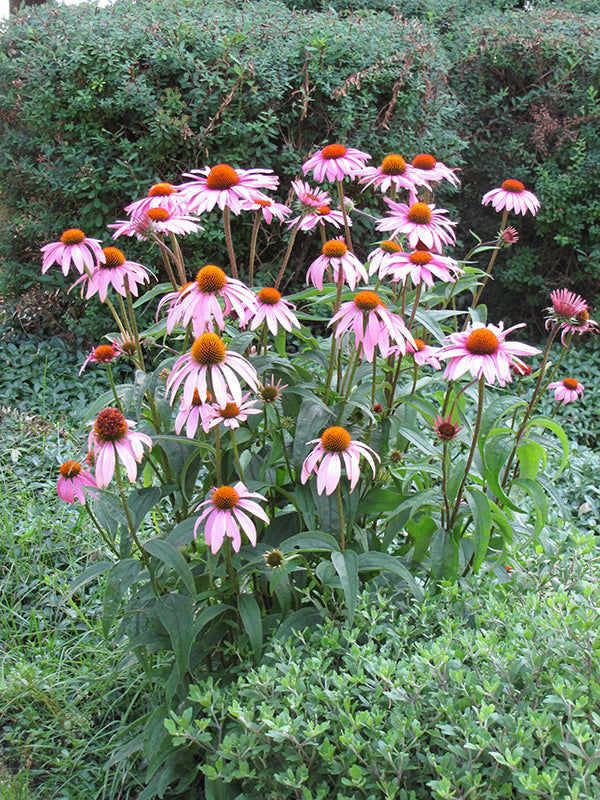 Coneflower Purple Bloom Seeds, Echinacea purpurea