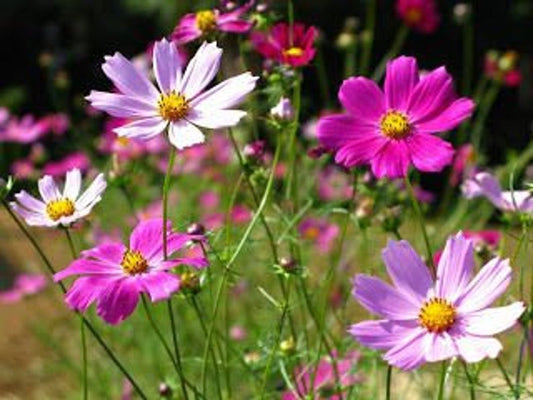 Cosmos Sensation Mixed Flower Seeds