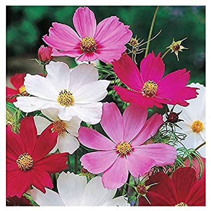 Cosmos Sensation Mixed Flower Seeds