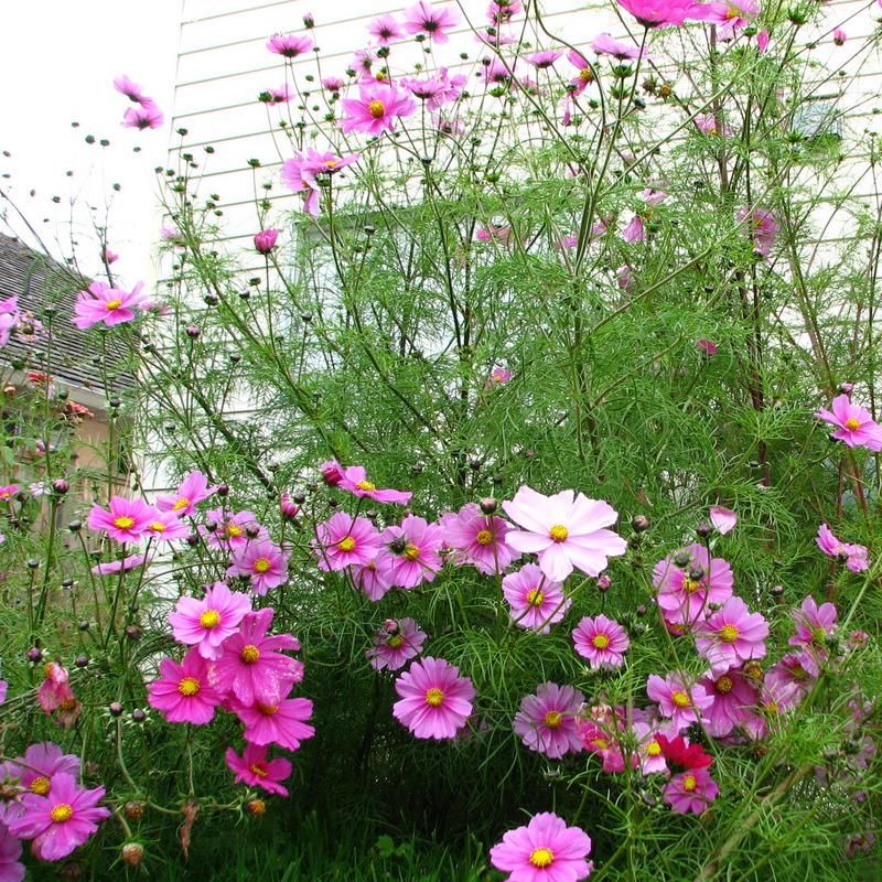 Cosmos Sensation Mixed Flower Seeds