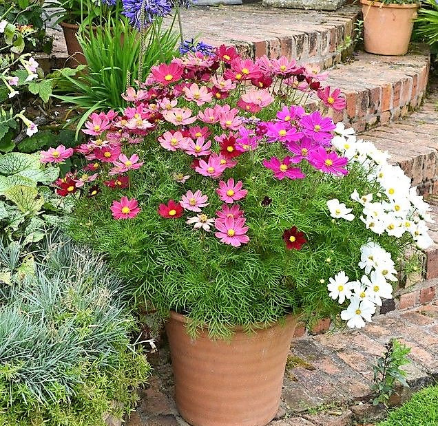 Cosmos Sensation Mixed Flower Seeds