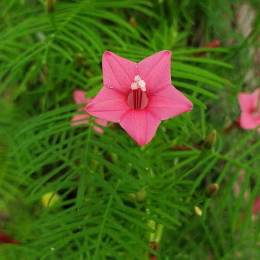 Cypress Pink Bloom Vine Seeds