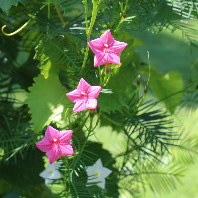 Cypress Pink Bloom Vine Seeds